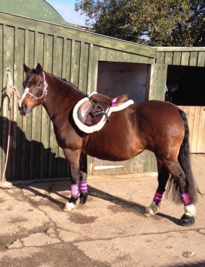 Mojo waiting patiently at Dave’s yard on our visit.