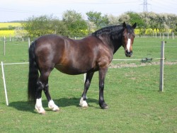 Pictures of Mojo in her lovely little field at Honeywood. Her dapples just about showing in this photo...