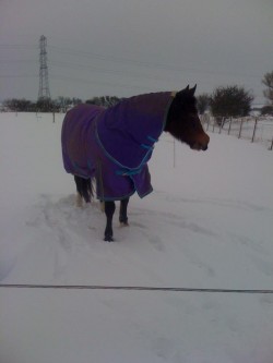 Snowy fields at Honeywood