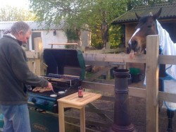 Mojo couldn’t help but want to share our barbecues. She would even try to steal the burgers as well as the rolls!