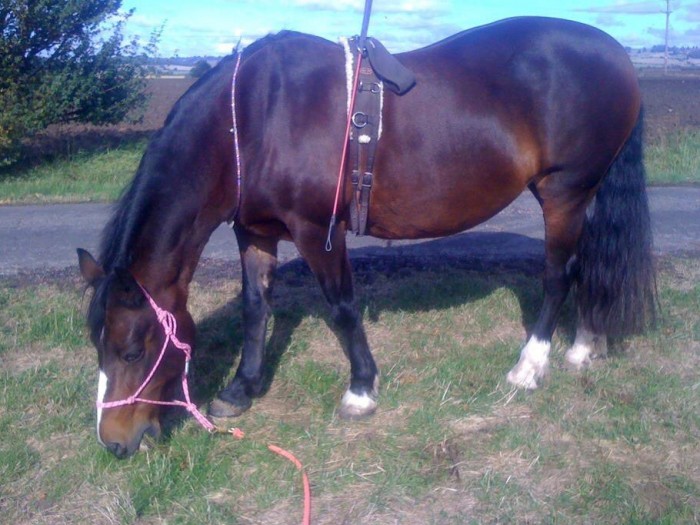 Mo, happily grazing in her rope halter and wearing her calming beads....