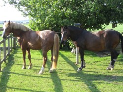 Mojo and Mr Smiffy in our back garden