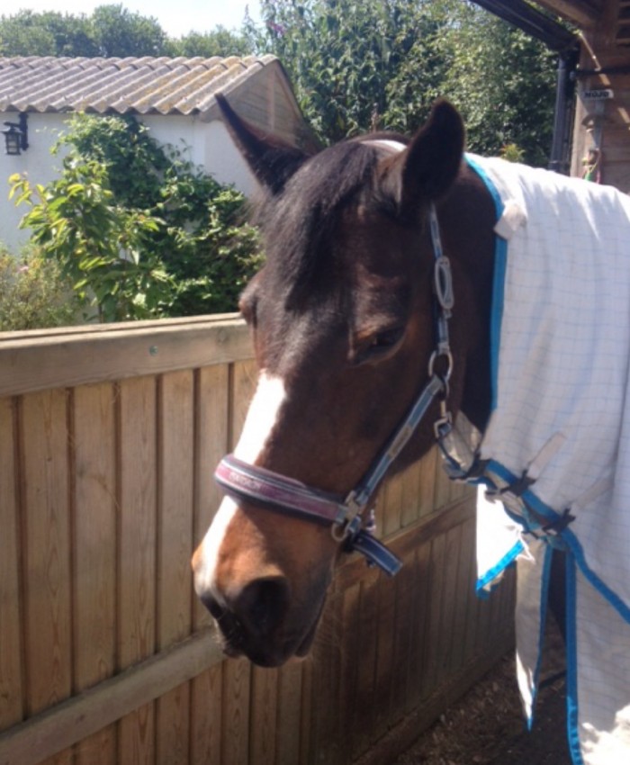 A photo of Mo earlier in the week when the sun was shining and I had to put a fly sheet on her in October!