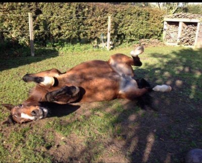 How Mojo loved rolling in her little paddock....