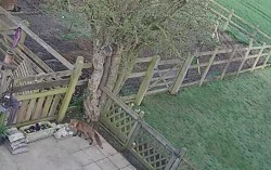 Mr Fox paying a visit