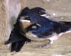 The swallows that used to live in the stable