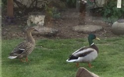 Ducks coming to visit Mo’s garden