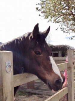 Mojo just loved hanging over her gate or fence to be near to us