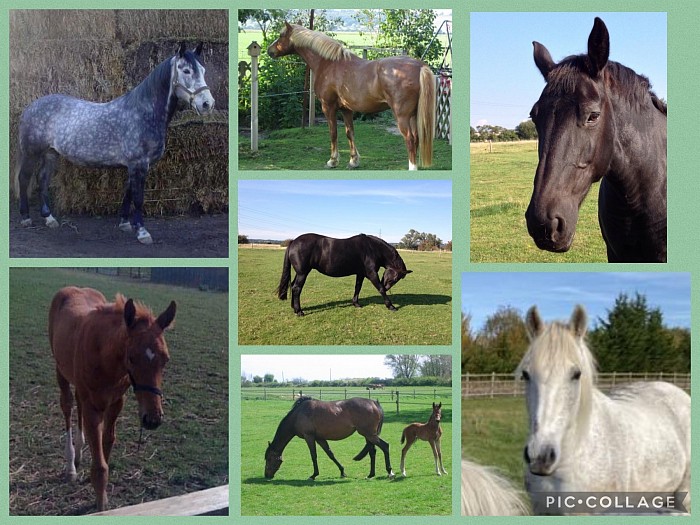 Different horses