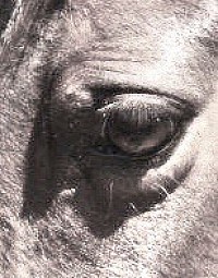 Horses eye